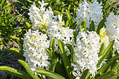 Dutch Hyacinth, Hyacinthus orientalis 'Carnegie', flowers