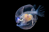 Juvenile abyssal fish (Gigantactis vanhoeffeni), at night above 1000m depth, Tahiti, French Polynesia
