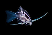 Nudibranche pélagique bioluminescent (Phylliroe bucephala), Tahiti, Polynésie française
