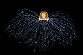 Immortal jellyfish (Turritopsis nutricula), Tahiti, French Polynesia
