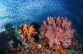 Sea fans (Melithaea sp.), Soft corals (Dendronephtya sp.) and School of Sylversides (Atherinopsidae sp.) on a colourful reef. Raja Ampat, Indonesia