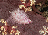 Cowry shell on a soft coral (Dendronephtya sp). Bali, Indonesia