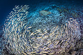 Humphead wrasse (Cheilinus undulatus) and school of Yellowfin goatfish (Mulloidichthys vanicolensis) above a coral reef (Pocillopora sp)Fakarava, French Polynesia