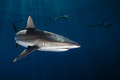 Grey reef shark (Carcharhinus amblyrhynchos), Tahiti, French Polynesia