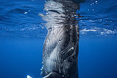 Humpback whale (Megaptera novaeangliae), below the surface, Rurutu, French Polynesia