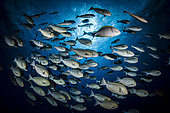 School of Yellowfin Surgeonfish (Acanthurus xanthopterus), Fakarava, French Polynesia