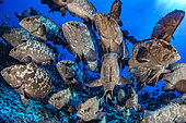 Camouflage grouper (Epinephelus polyphekadion) gathered for spawning, Fakarava, French Polynesia