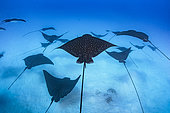 School of Spotted eagle ray (Aetobatus narinari), Bora Bora, French Polynesia