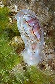 Bubble shell (Atys kuhnsi) opisthobranch mollusc with external shell, Moorea, French Polynesia