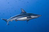 Blacktip shark (Carcharhinus limbatus), Fakarava, French Polynesia
