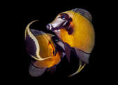 Chocolate surgeonfish (Acanthurus pyroferus) fighting, Tahiti, French Polynesia