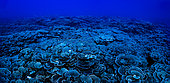 Cabbage Coral (Montipora foliosa), Mesophotic coral reef (-55 m) Tahiti, French Polynesia. Colonies of living corals cover the entire ocean floor.