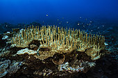 Colony of Fire coral (Millepora sp.). Mesophotic zone (-55 m) Tahiti, French Polynesia