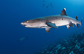 Whitetip reef shark (Triaenodon obesus), Fakarava, French Polynesia