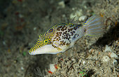 Leopard sharpnose puffer (Canthigaster leoparda), Tahiti, French Polynesia. Species evolving in the mesophotic zone generally below 60m
