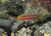 Redstriped basslet (Liopropoma tonstrinum), Tahiti, French Polynesia.