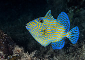 Yellow-spotted triggerfish (Pseudobalistes fuscus) juvenile, Moorea, French Polynesia