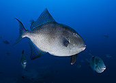 Grey triggerfish (Balistes capriscus), Princess Alice Bank, Azores