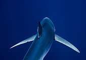 Blue shark (Prionace glauca), Condor Bank, Azores