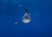 Blue shark (Prionace glauca), Condor Bank, Azores