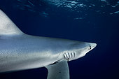Blue shark (Prionace glauca), Condor Bank, Azores
