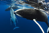 Humpback whale (Megaptera novaeangliae), below the surface, Rurutu, French Polynesia