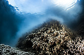 Coral (Porites rus) spawning, Tahiti, French Polynesia