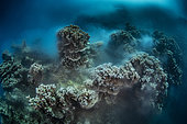 Coral (Porites rus) spawning, Tahiti, French Polynesia