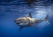 Great white shark (Carcharodon carcharias), Guadalupe Island, Baja California, Mexico
