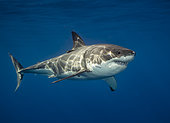 Great white shark (Carcharodon carcharias), Guadalupe Island, Baja California, Mexico
