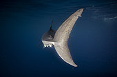Great white shark (Carcharodon carcharias), Guadalupe Island, Baja California, Mexico