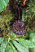 Giant centipede (Nyssodesmus sp). Mashpi lodge. Region of Choca-Darien. Ecuador.