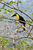 Yellow-throated toucan (Ramphastos ambiguus) on a tree. Mashpi lodge. Region of Choca-Darien. Ecuador.