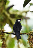 Black solitaire (Entomodestes coracinus) on branch. Mashpi lodge. Region of Choca-Darien. Ecuador