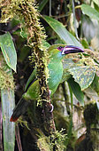Red-rumped Toucanet (Aulacorhynchus haematopygus) on a branch. Mashpi lodge. Region of Choca-Darien. Ecuador
