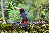 Pale-mandibled aracari (Pteroglossus erythropygius) on a branch. Mashpi lodge. Region of Choca-Darien. Ecuador.