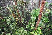The Choco's rain forest is one the 25 hot-spot for biodiversity in the world. Mashpi lodge. Region of Choco-Darien. Ecuador.