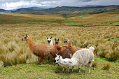Lamas in the anean paramo. The volcanoes road. Urbina. Ecuador.