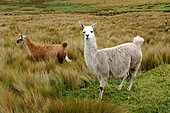Lamas in the anean paramo. The volcanoes road. Urbina. Ecuador.