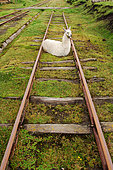 Lama resting on the railway tracks. The volcanoes road. Urbina. Ecuador.