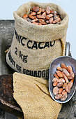 Cocoa beans biologicaly grown on the pacific coast. Quito. Ecuador.