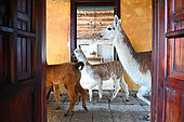 Lamas dans les couloirs de l'hacienda San Agustin ouverte aux touristes. Route des Volcans. Equateur