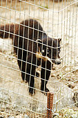 White-nosed Coati (Nasua narica) in a cage. Amazonia. Ecuador.