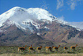 Group of vicunas in front of the Chimborazo volcano, 6 268 m high. The volcanoes road. Ecuador .