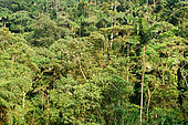 View of the canopy of the forest, one of the richiest ecosysteme in the world. Amazonia. Ecuador.