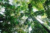 Inside the amazonian forest one of the most important ecosystem in the world. Amazonia. Ecuador.
