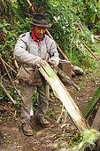 Old quechua man making sisal fibers used to make shoes and ropes. Andes. Ecuador.