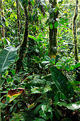 Inside the amazonian forest. Puerto Misahualli. Amazonia. Ecuador.