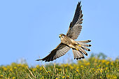 Kestrel (Falco tinnunculus) in flight, Doubs, France