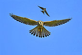 Kestrel (Falco tinnunculus) and Barn Swallow (Hirundo rustica) defending their airspace, Doubs, France